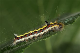 Caterpillar of the grey gray dagger