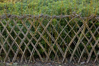 Living willow fences sprouting