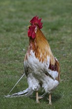 Free-range domestic chicken