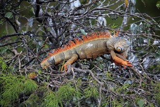 Common green iguana