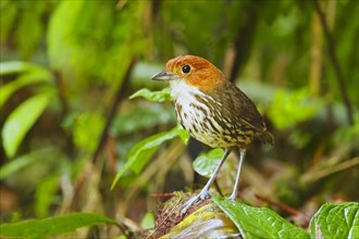 Adult chestnut-crowned antpitta