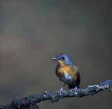 Uganda Robin