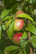 Unripe nectarine fruit on the tree