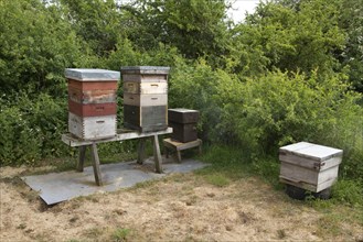 Western Honey bee hives showing the different sections with will contain honey and the larva of the bee colony. The biggest box is called the brood box and will contain a queen. There is a barrier is ...