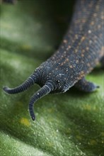 New Zealand velvet worm