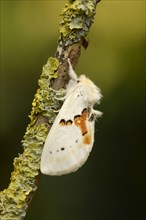 White prominent