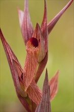 Long-lipped Tongue Orchid