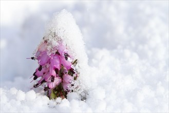 Cultivated winter heather
