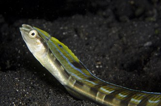 Hairtail Snakeblenny