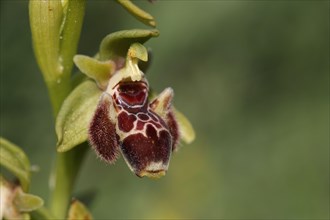 Attica orchid