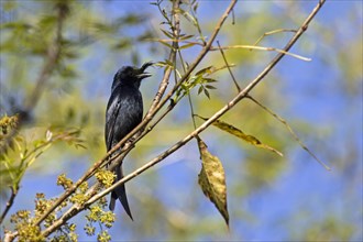 Crested drongo