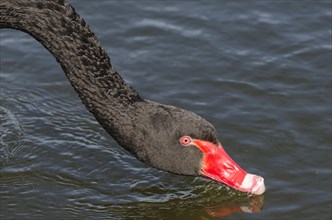 Mourning Swan