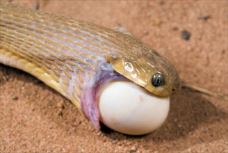 African Egg-eater Snake