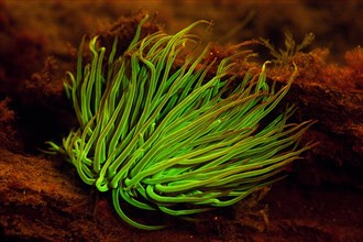 Opelet anemone