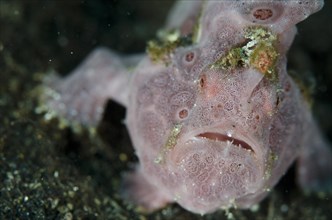 Round spotted frogfish