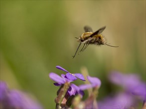 Common Bee-fly