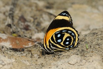 Texa eighty-eight adult butterfly