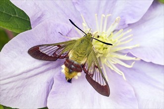 Broad-bordered bee-hawk moth