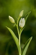 Flowering white helleborine