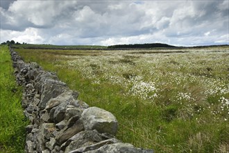 View of dry stone wall and field with cotton grass
