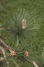 Buds and leaf of Austrian pine