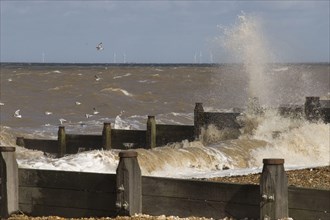 Sea defences at whitstable in kent