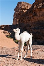 Young dromedary