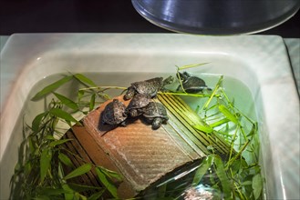 Baby European pond turtles