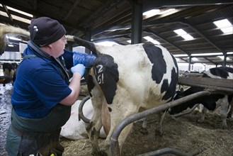 Reproduction management in the dairy herd