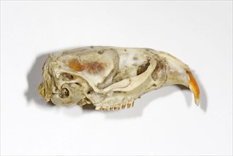 Eastern vole