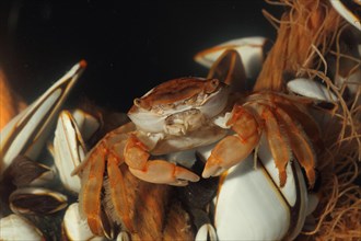 Adult Columbus crab