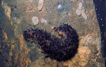 Sea cucumber cottonmouth
