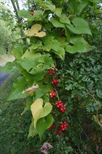 Ripe red fruit of black bryony