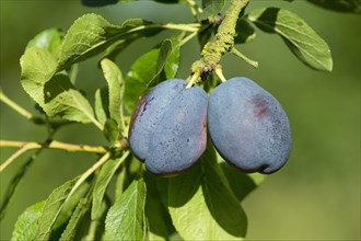 Prunus x domestica