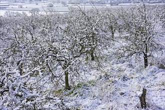 Cultivated apple trees