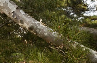 Lacebark white-barked pine