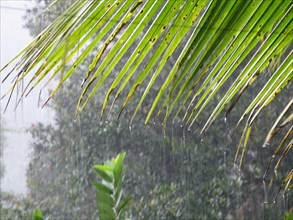 Raindrops on palm leaf