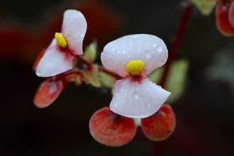Flower of the eyelash begonia