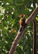Red-winged Woodpecker