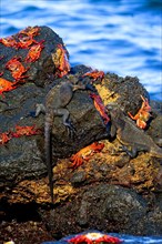 Galapagos marine iguanas with Sally light-footed crabs