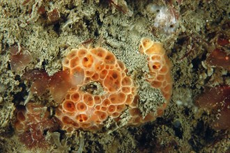 Crater Sponge