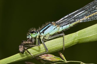 Adult male blue-tailed damselfly