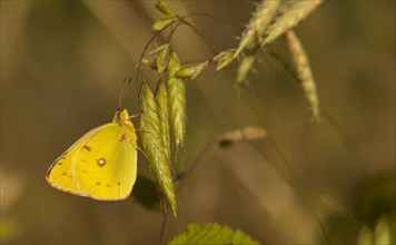 berger's clouded yellow