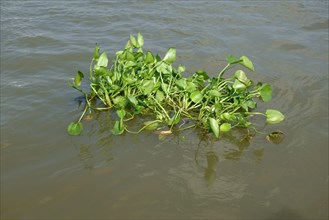 Floating common water hyacinth