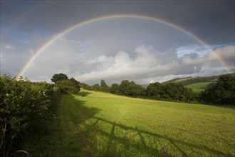 Rainbow over hedgerow