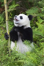 Two years aged young Giant Panda