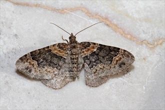 Ash grey bedstraw moth