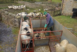 Shepherd dipping Scottish Blackface sheep in mobile dipper