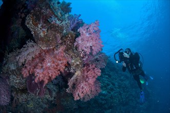Red soft glomerated tree coral