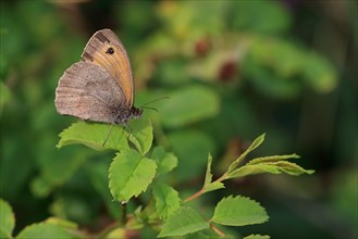 Meadow Brown